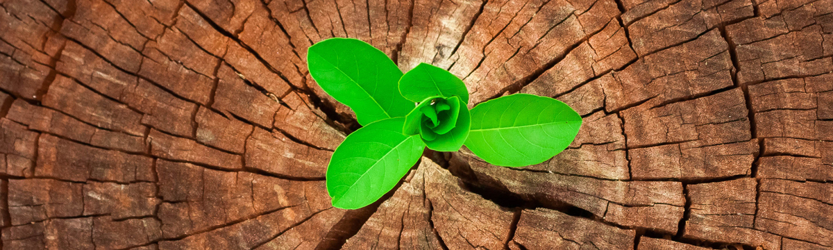 Plant growing in tree stump